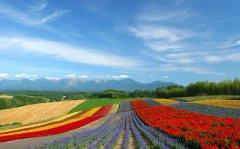 漫步花海-北海道、小樽、函館、洞爺湖豪華5日